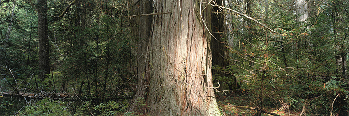 Western Red Cedar, 2002