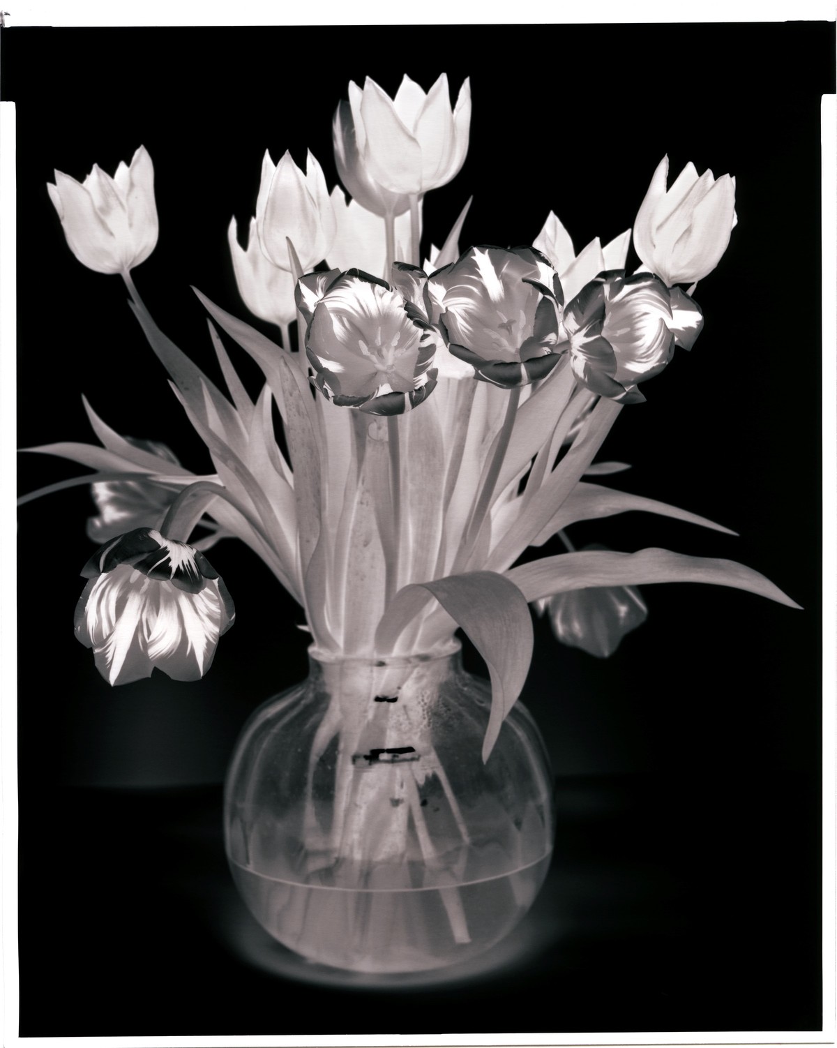 Tulips in Vase