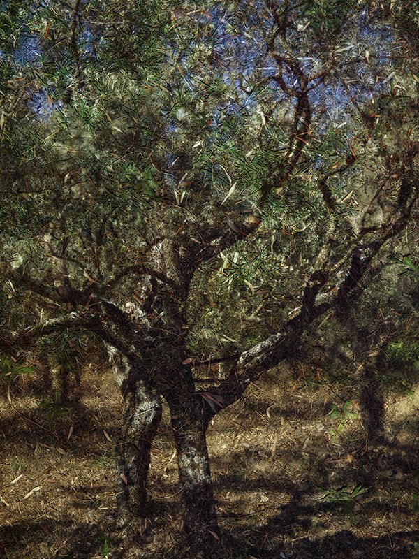 blog11 - Olive Tree Blog